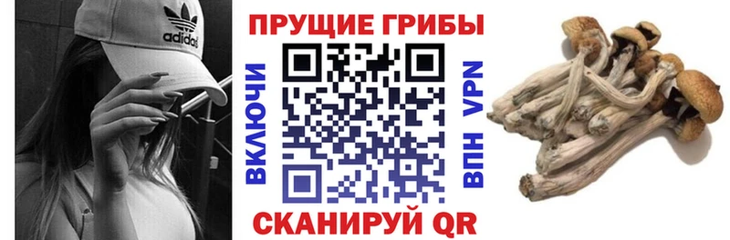 дарнет шоп  Яранск  Галлюциногенные грибы MAGIC MUSHROOMS 